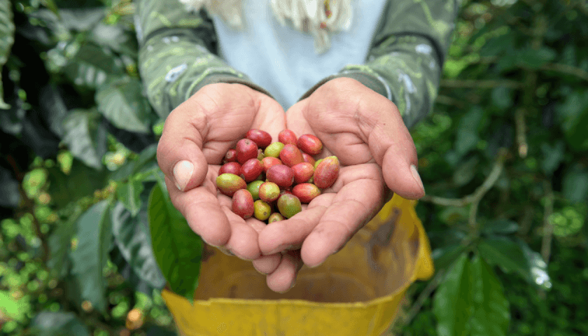 Foto de manos juntas cargando frutos rojos